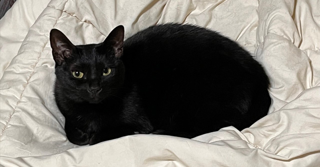 黒猫さん　にゃんこのベッド mofusand 黒仔猫にゃんBIGぬいぐるみ | 商品紹介 | 株式会社