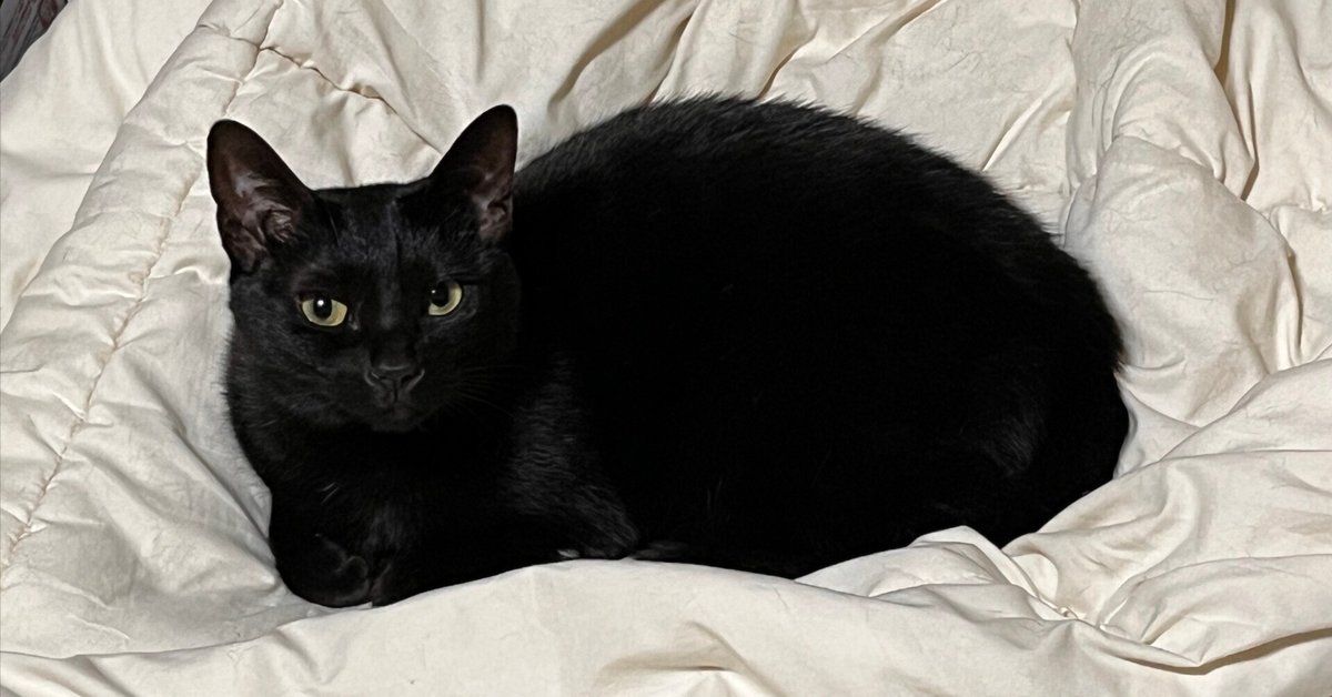 黒*猫さん 【公式通販】