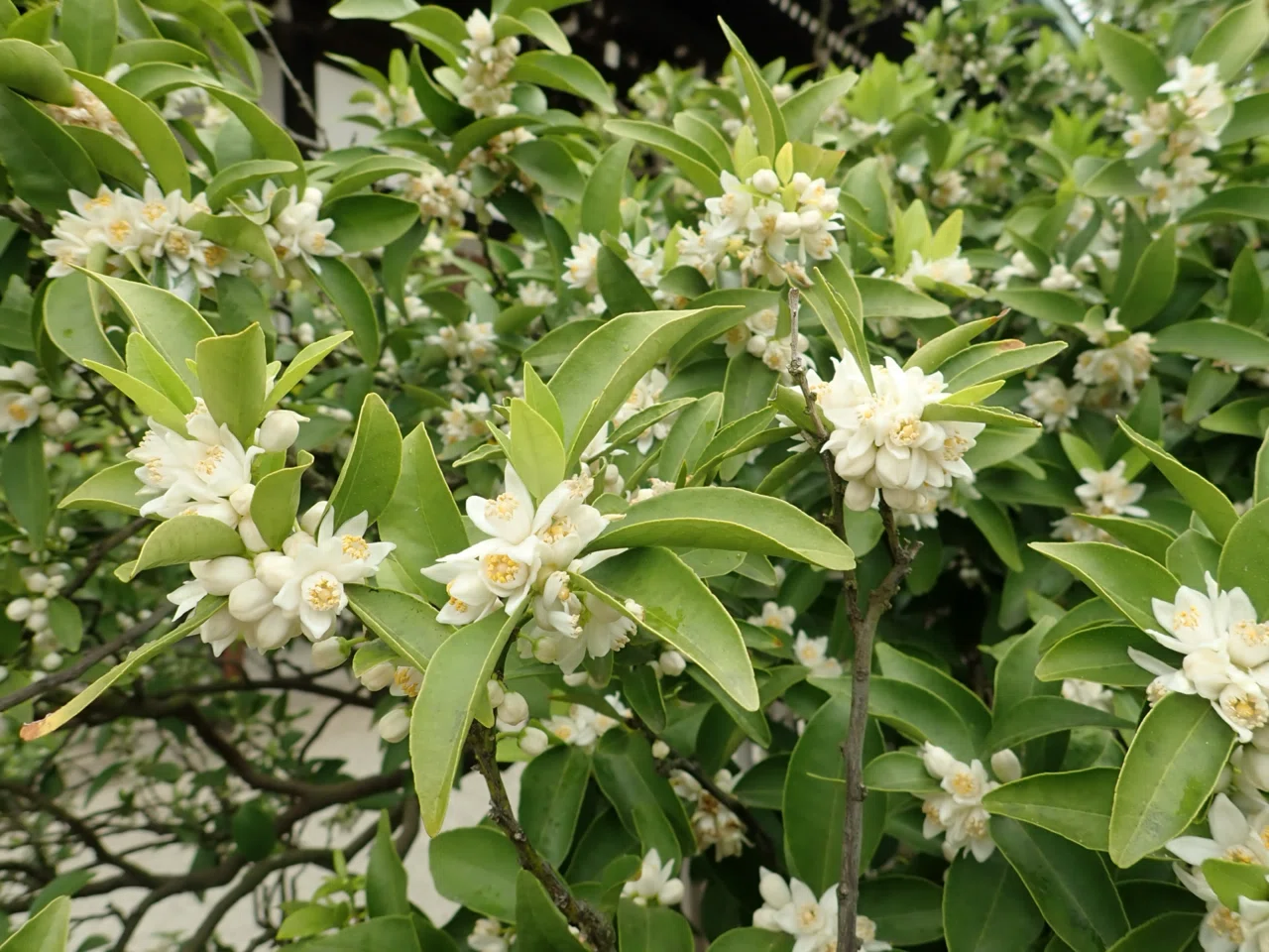 中国茶のしつらえ 蜜柑の花｜cha-bliss