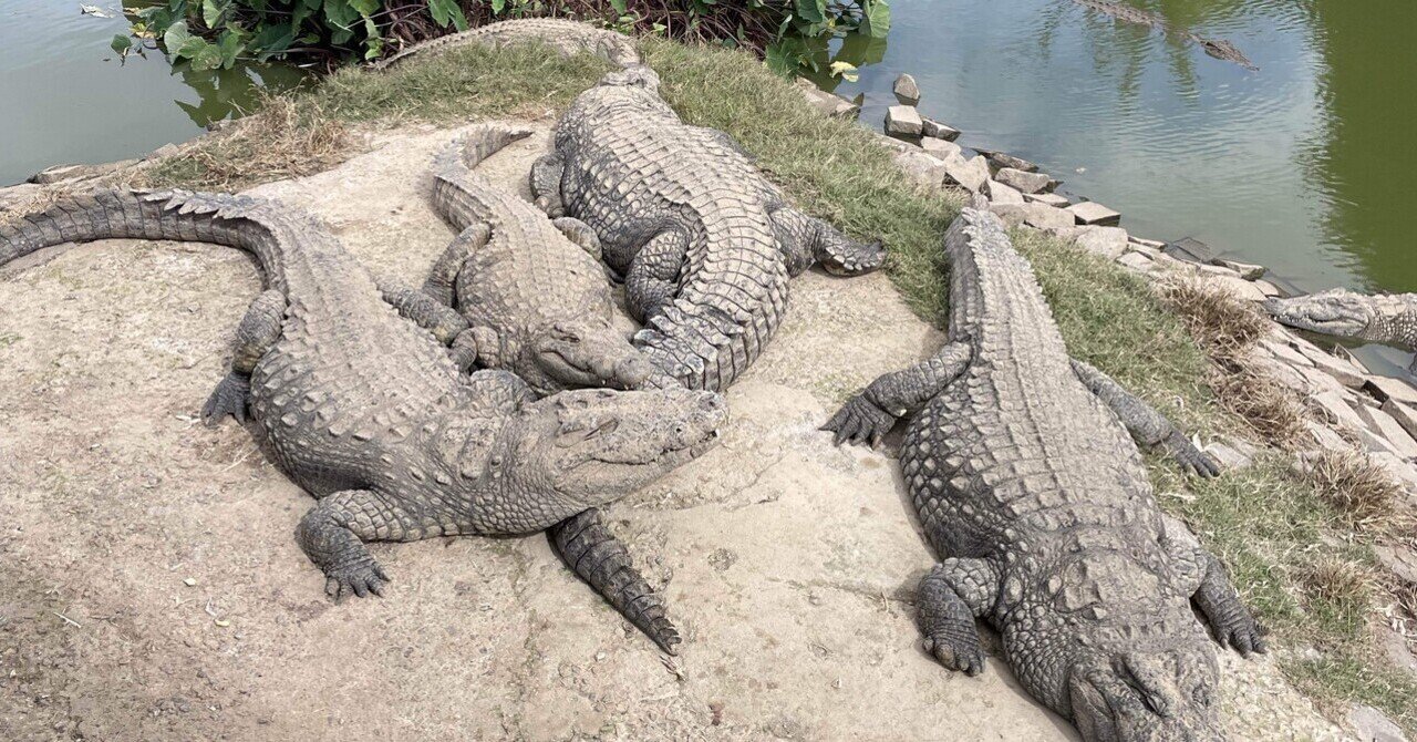 地球を食べるワニ Throw a chunk of deer meat into a 5m giant crocodile - YouTube