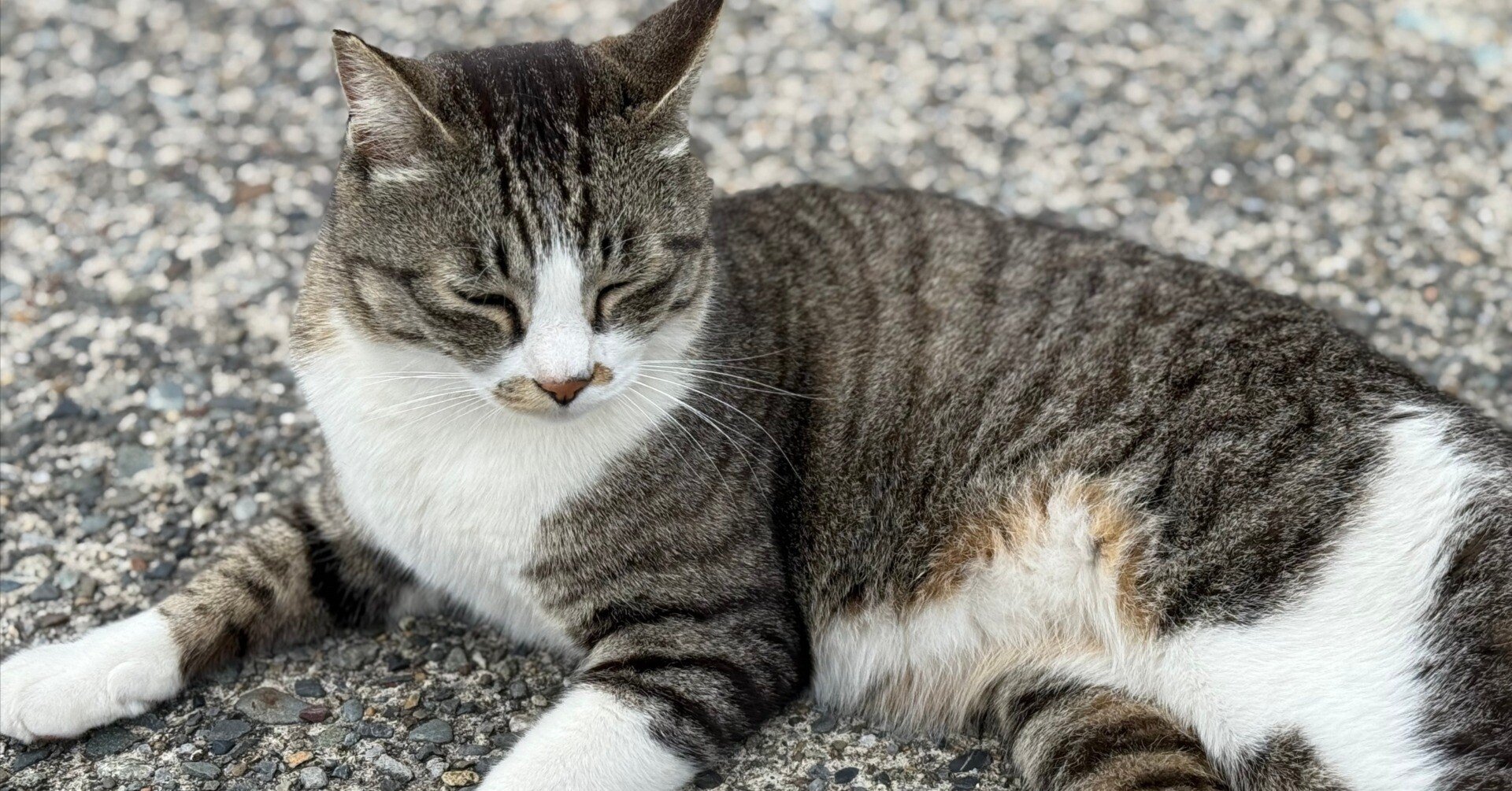 最近、野良猫って少ないですよね？｜つなくろ