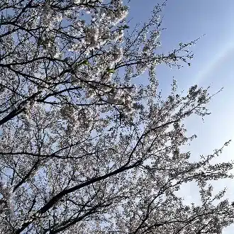 なごみ