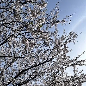 なごみ