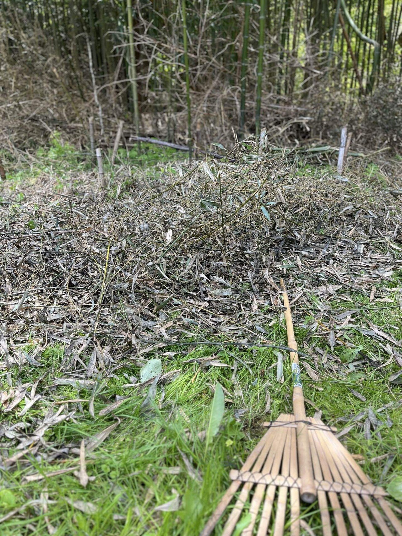 健気で可愛らしい山野草#246〜252｜YUMI｜木こり女子の活動記録