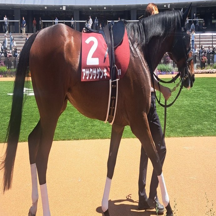 競馬 25年京都HJ レース前 所感【naka競馬殴り書きシリーズ】｜naka@競馬