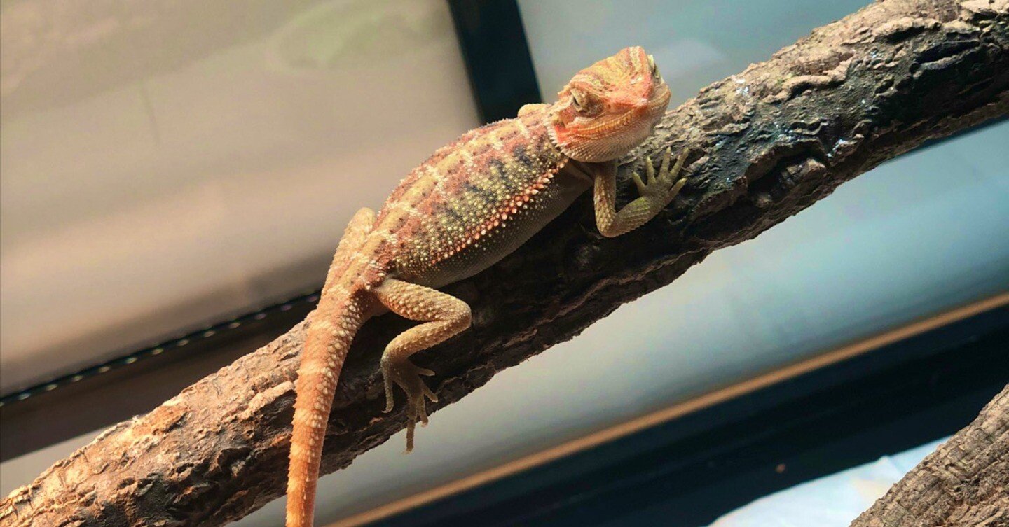 フトアゴヒゲトカゲ】飼育ケージ選びと購入までの記録｜カバの汗はピンク