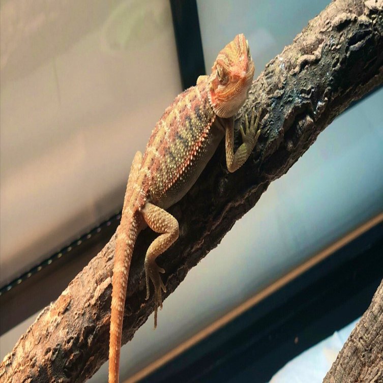 フトアゴヒゲトカゲ】飼育ケージ選びと購入までの記録｜カバの汗はピンク