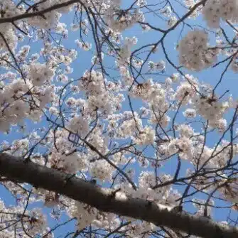 電光石火