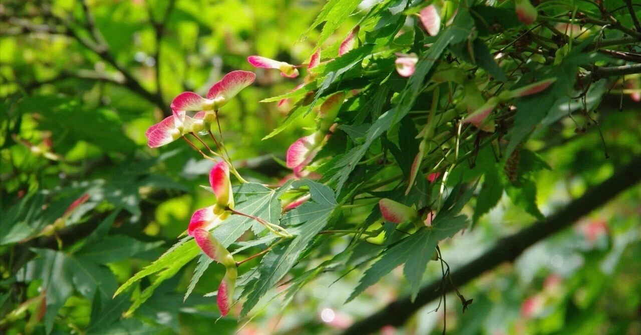 写真】散歩道の植物 2025.5.第2週 | モミジの翼果(14枚)｜オオニシ チヒロ