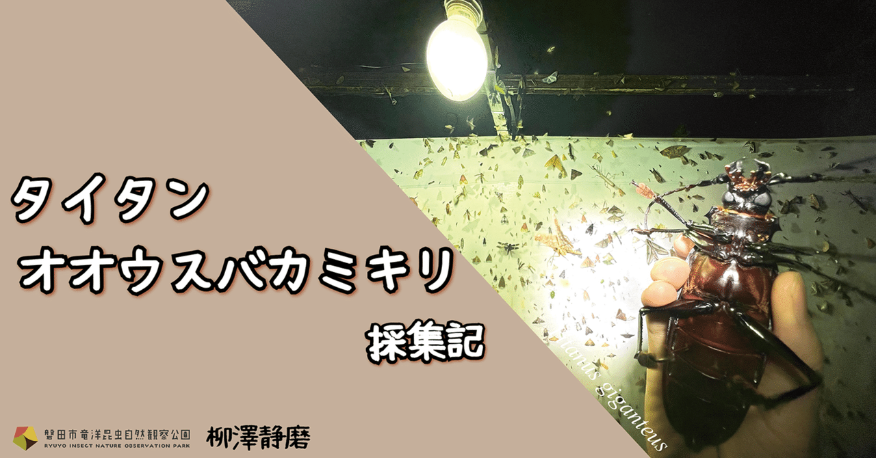 世界最大のカミキリムシ、タイタンオオウスバカミキリ採集記｜竜洋昆虫