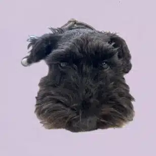 りんみつ