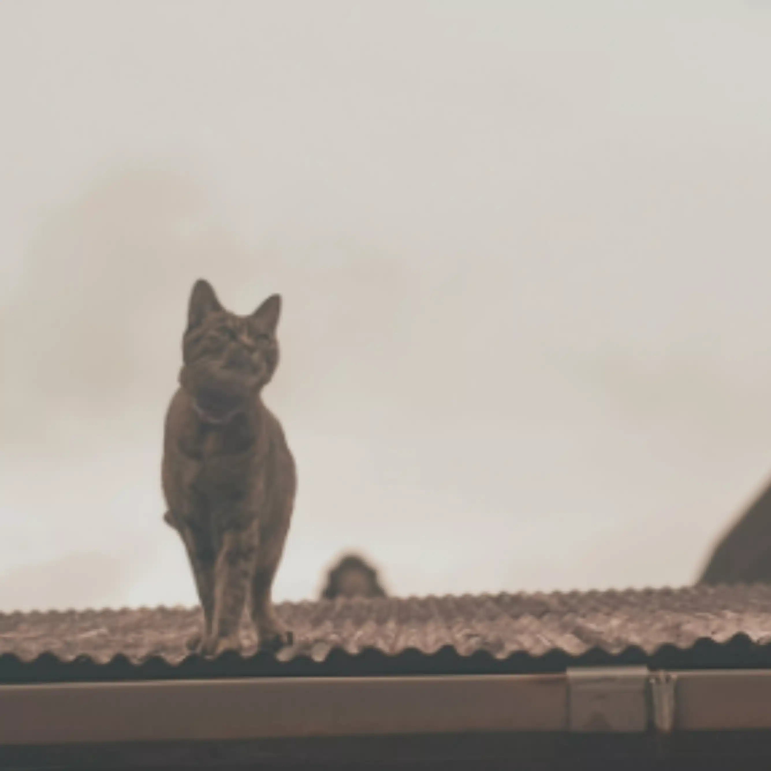 mimi
