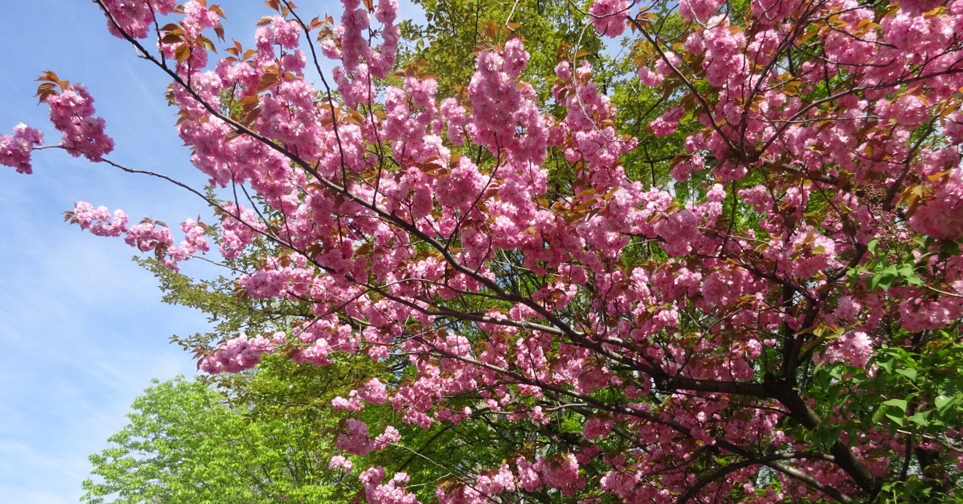 札幌市内で見頃の八重桜(2025年5月12日)｜北海道さっぽろ観光案内所
