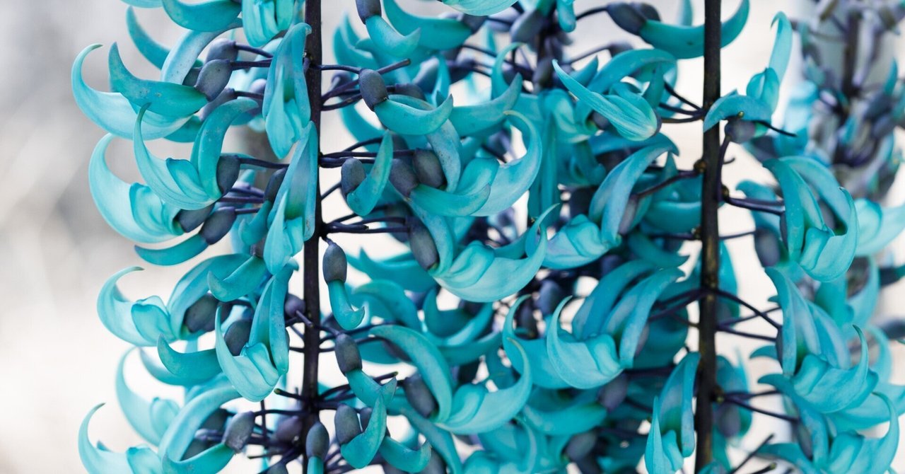 ヒスイカズラ 宝石のような花 ヒスイカズラ｜なつ