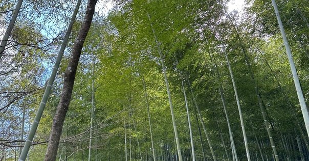 日本史論述ポイント集・古代①｜相澤理
