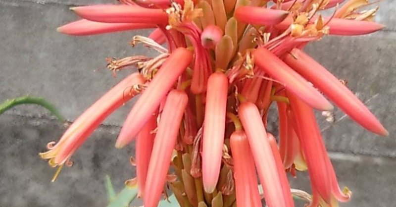 アロエの花は40年に一度 ハッピー書房 本と人生を考える Note アロエの花は40年に一度 ハッピー書房 本と人生を考える Note