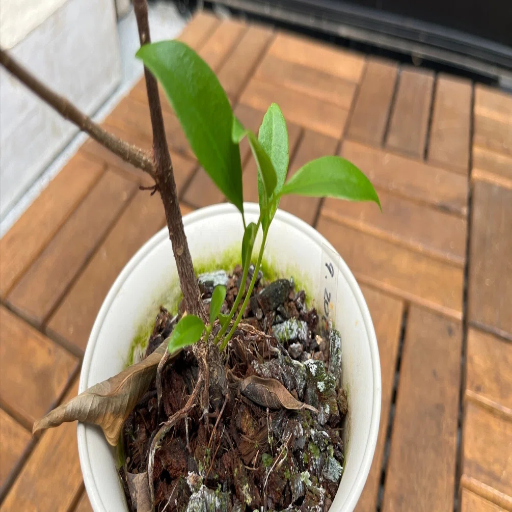 職場の植物-ガジュマル-(2025.5.12)｜NAKADA Shugo