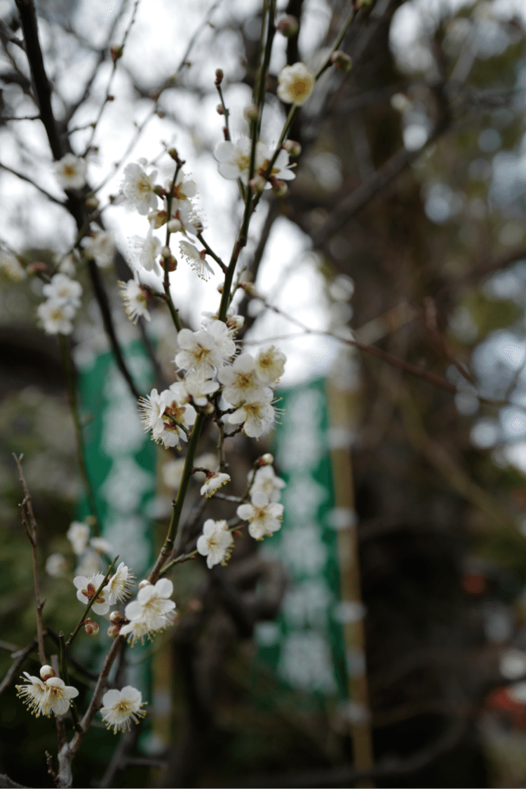 #写真　#梅　#天神様　#leicaq #1000日チャレンジ