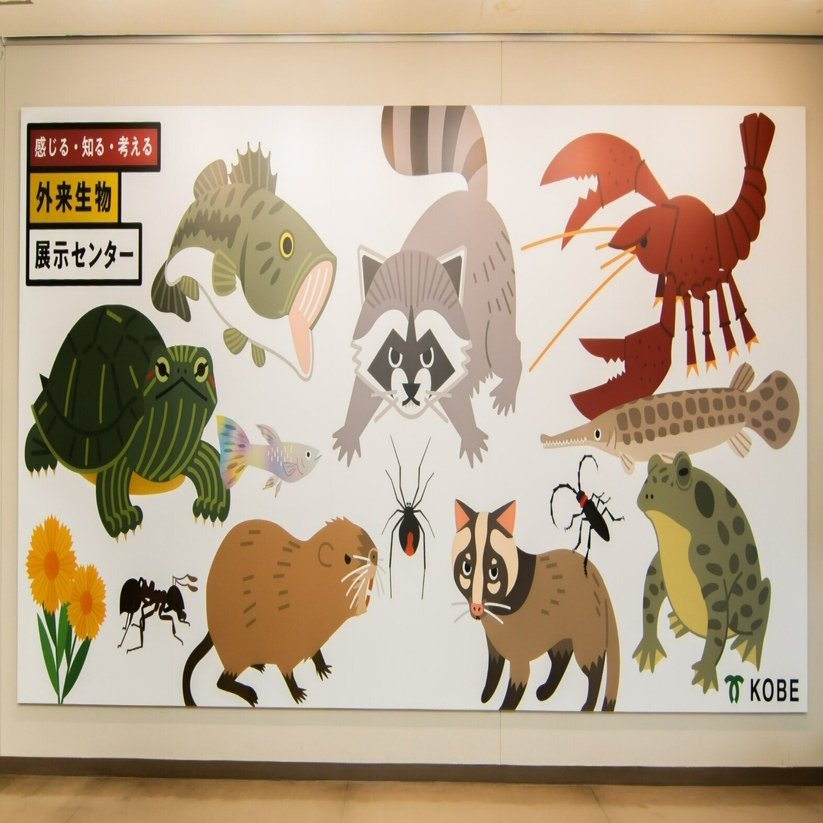 外来生物はなぜ問題？神戸市が駆除する理由とは｜神戸市公式note