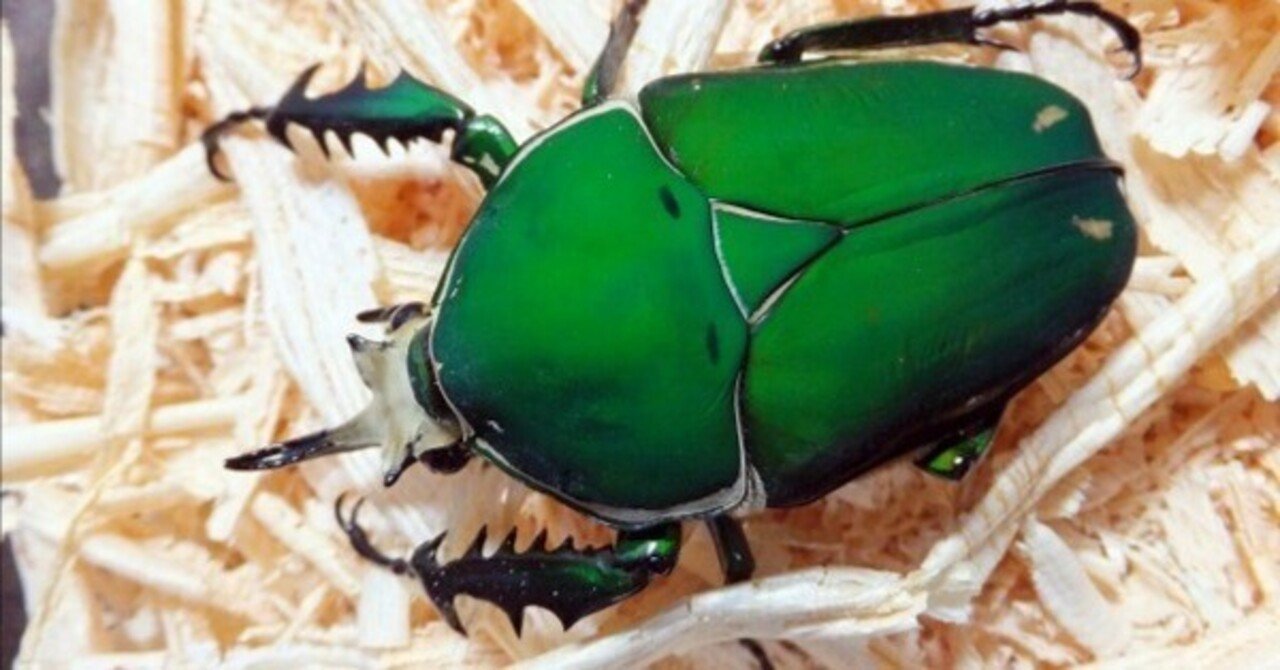 オオツノカナブントルクアータ約71ミリ'86 コートジボワール産