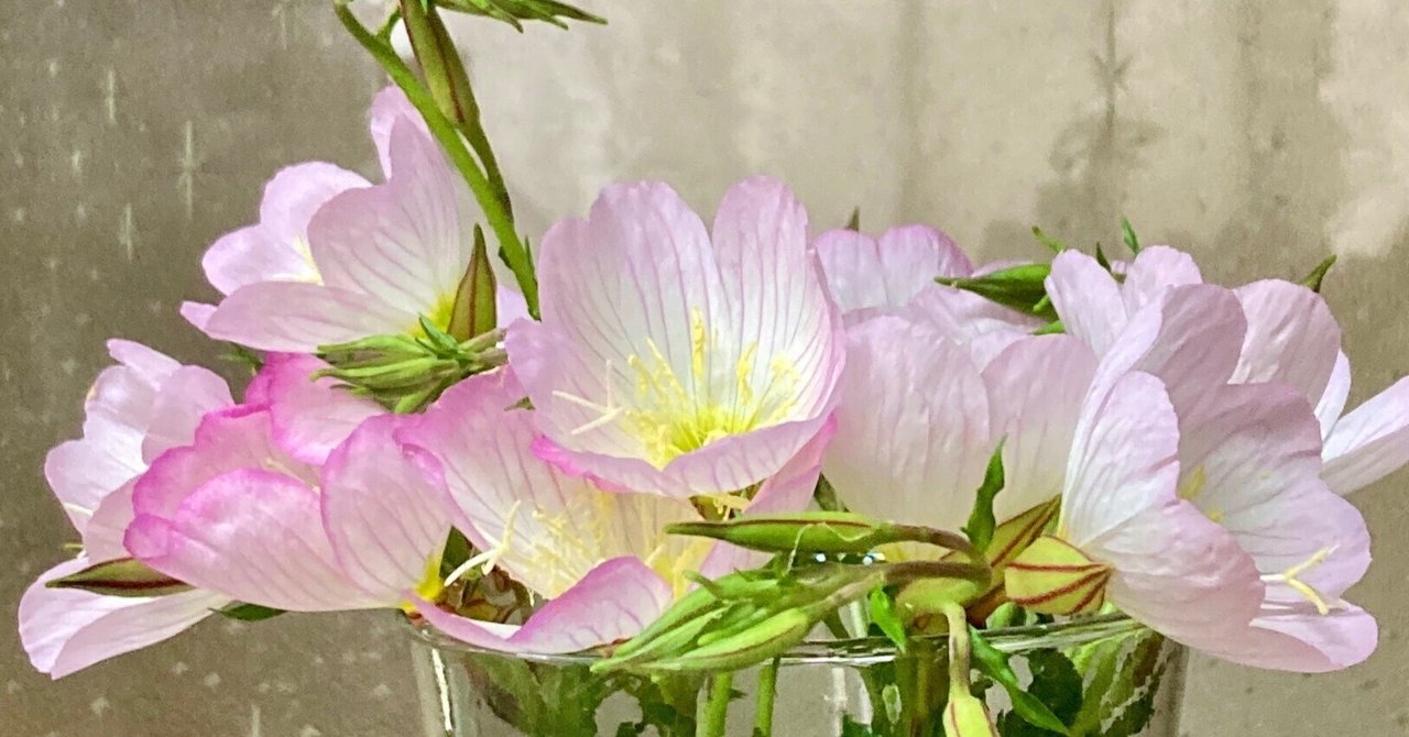 空にさく花 透明に咲く サンカヨウのブローチ｜6月21日の誕生花 ギフト