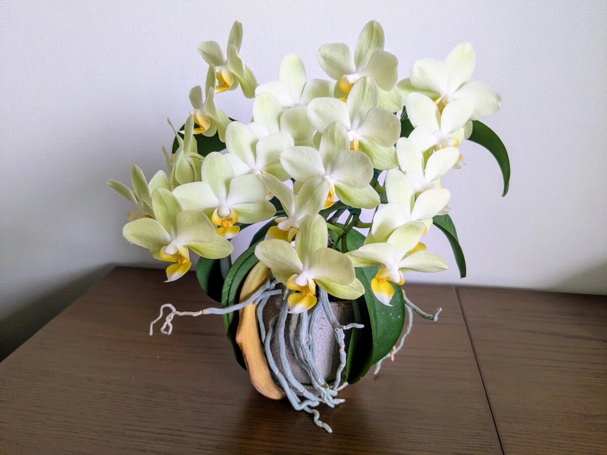 ミニ胡蝶蘭、最後のつぼみが花開きました。今年は花茎2本に、開花が20