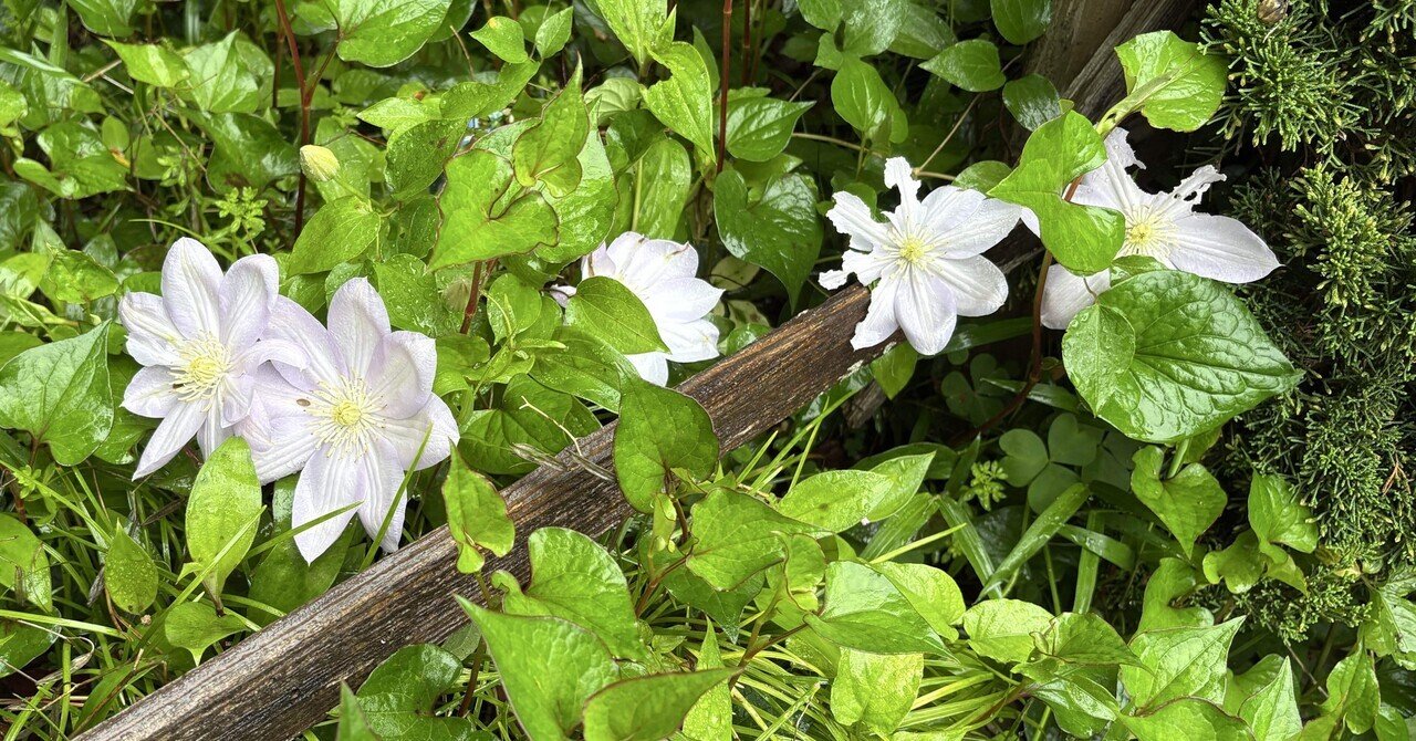 花あわせ 草あわせ】 鉄線｜【花あわせ 草あわせ】 くさのにおい
