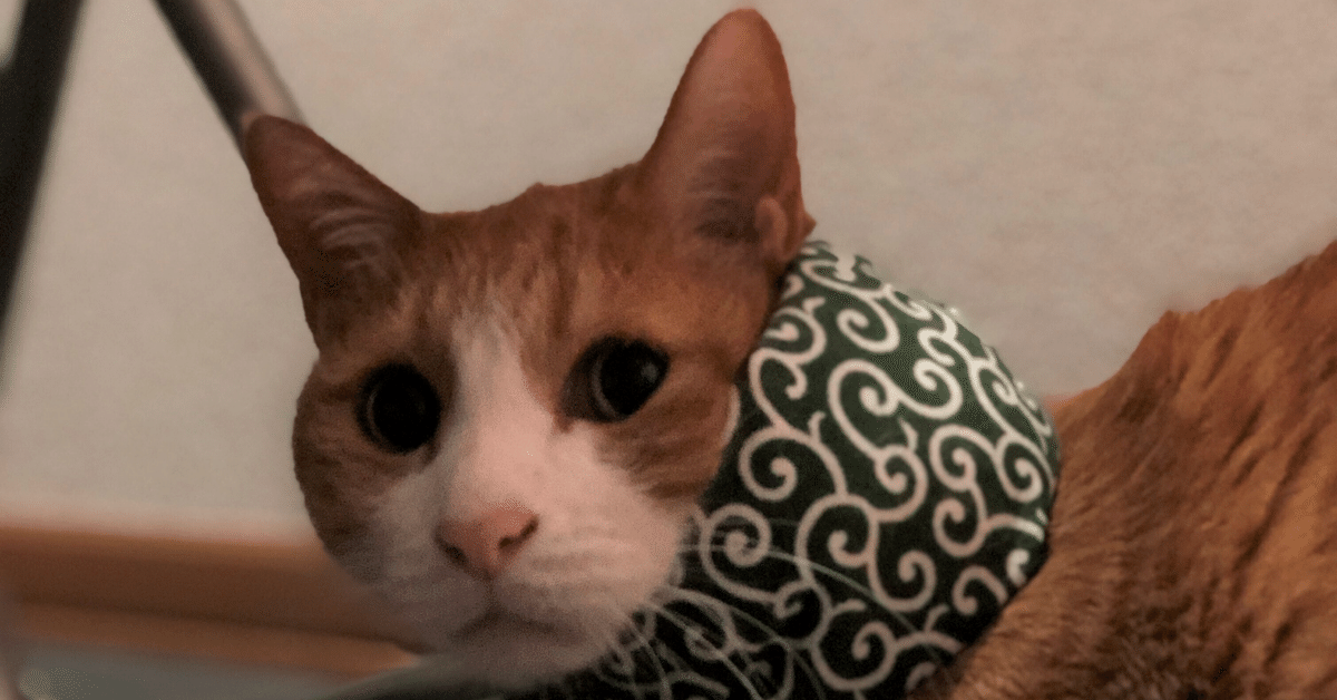 Kucing Garongはどこからきたの？｜sige