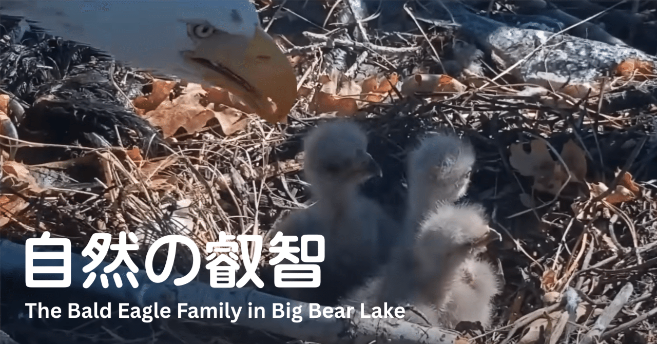 鷲と蛇 シンボルとしての動物 Amazon.co.jp: 鷲と蛇: シンボルとしての動物 (叢書