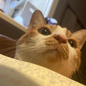 HAL