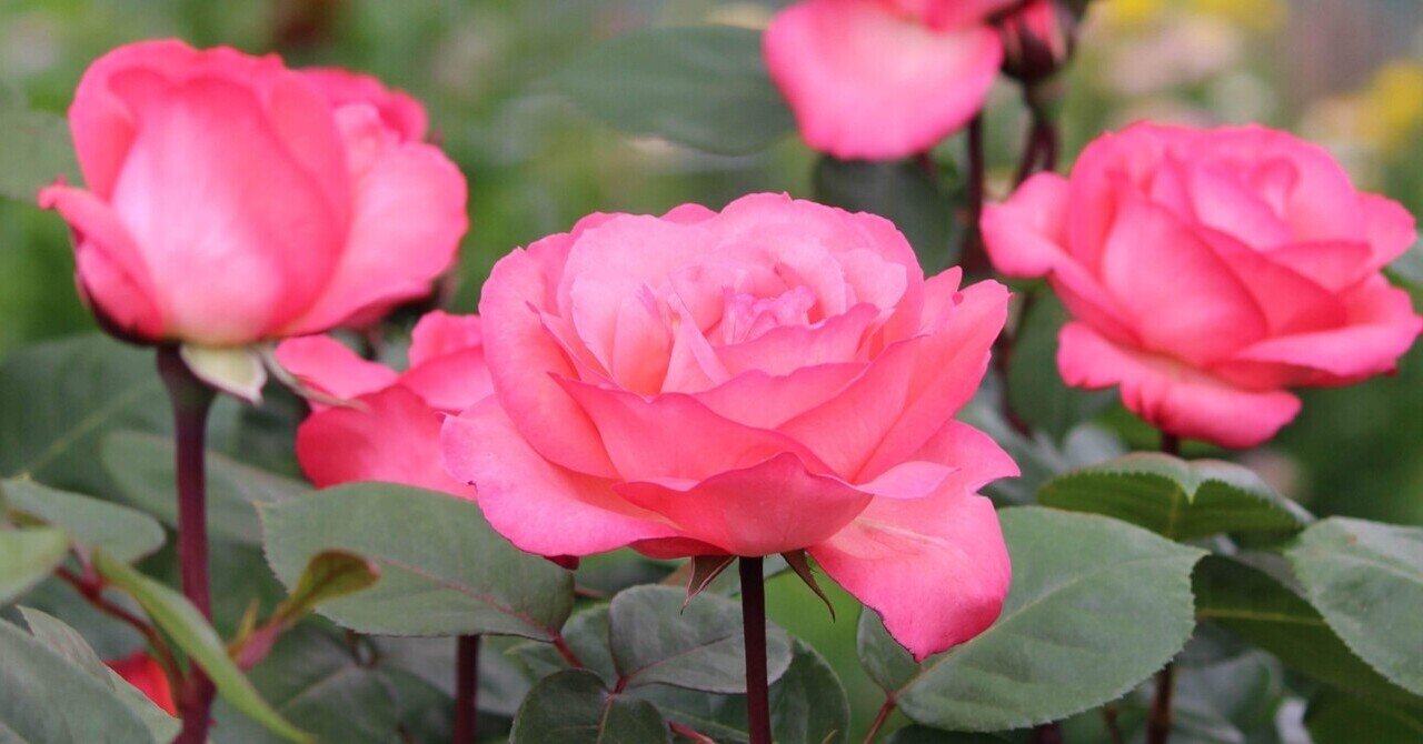 フラワー・ガーデニング trururu Amazon.co.jp: MFSTUDIO アウトドア 盛り上がった庭 プランター