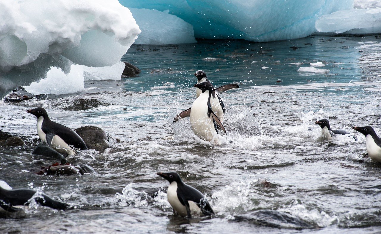 戦うペンギン、エメラルドグリーンの氷山。南極の世界を覗いてみた