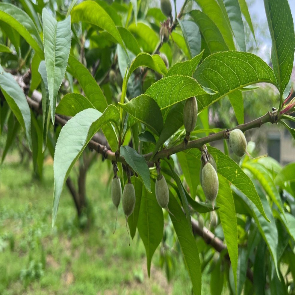 桃の生育レポート＃2025年5月｜クニミノマド オーナー制度