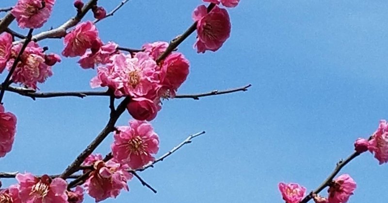 りんこの日常ブログ 中学受験 鳥居りんこ Note