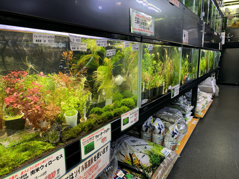 生き物屋pool 有限会社フィッシュファームツボタ Note 生き物屋pool 有限会社フィッシュファームツボタ Note