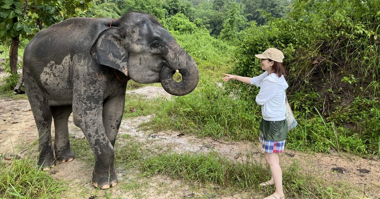 チェンマイ🇹🇭】ひとりでエレファントキャンプに参加した話｜トモ