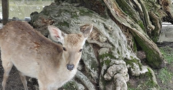 奈良公園の「鹿せんべい」販売所MAPを作りました。｜MARKO 鹿