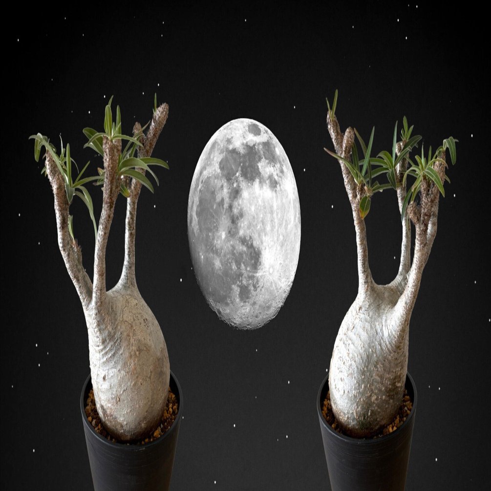 夢にまでみたまあるいグラキリスがやってきた｜ドラゴン・スー