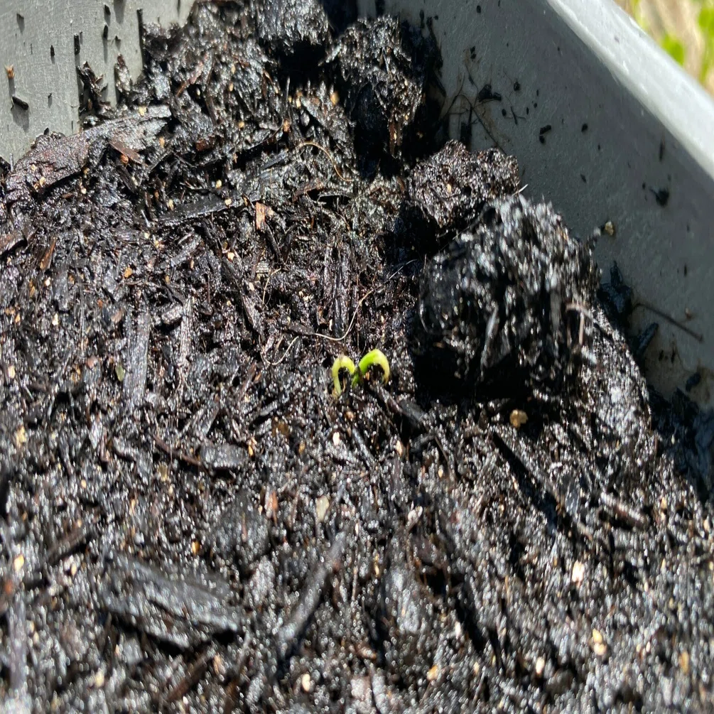 新年度！私は最近、種を植えました。｜Megrass Garden Nagoya