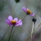 silent_photo