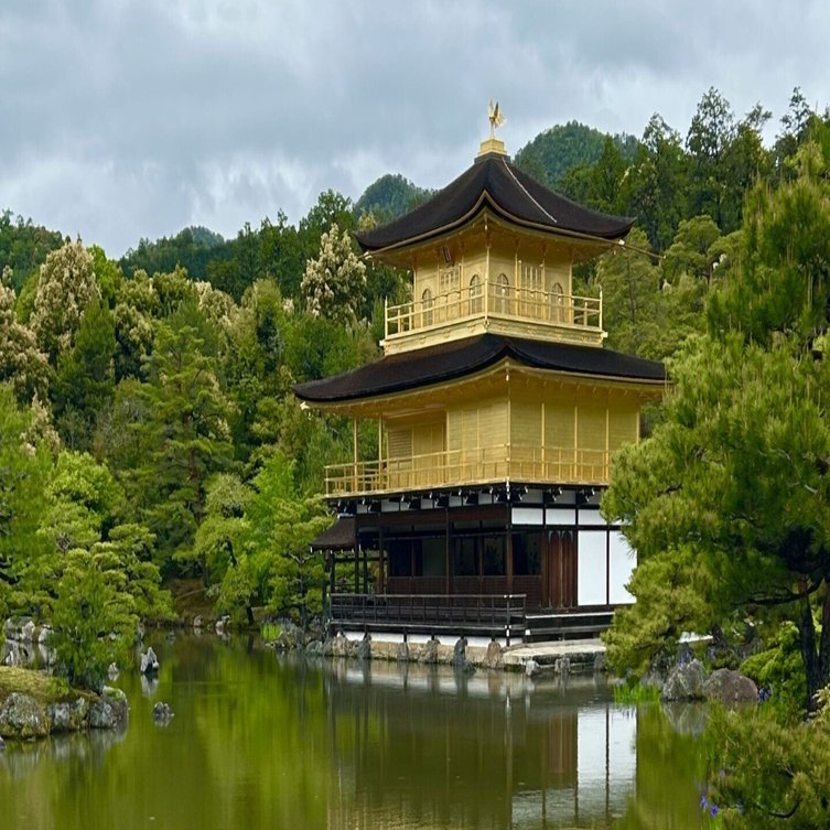 青紫色のカキツバタも見頃を迎えた金閣寺♪｜雅京都観光