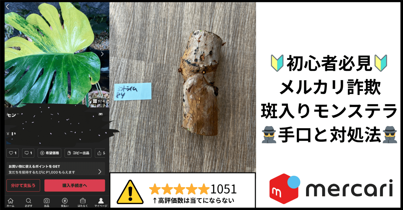 被害者1000名以上！？】初心者がメルカリでレアな斑入りモンステラを