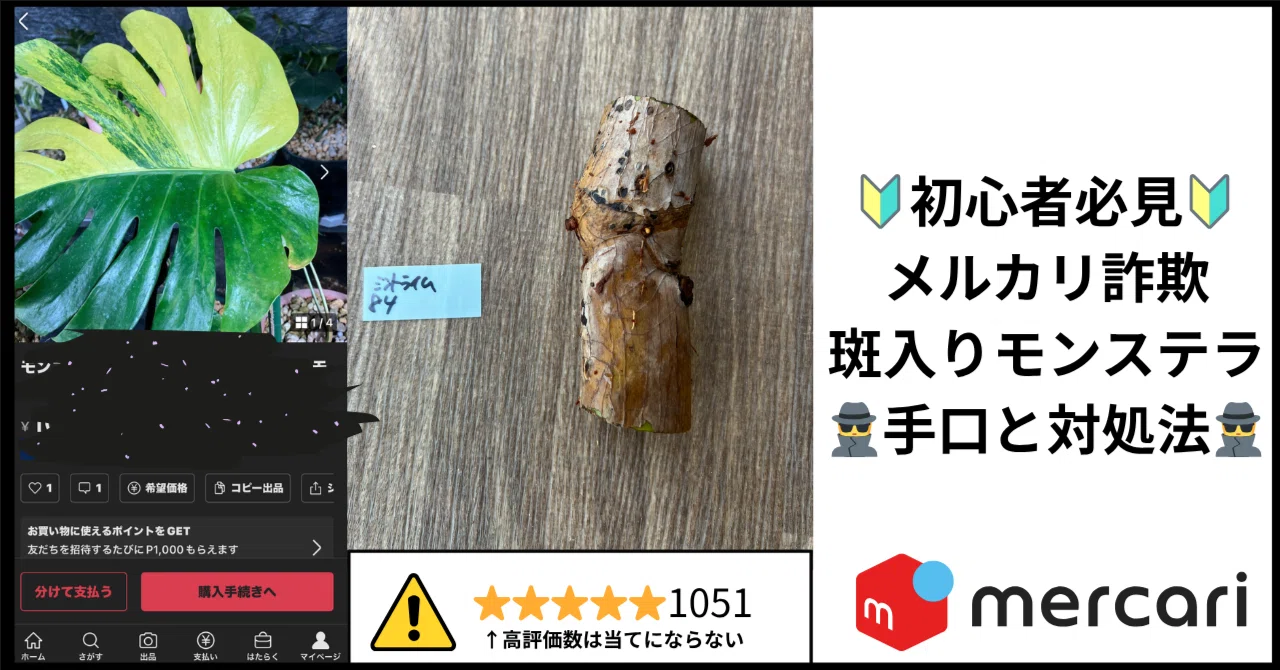 被害者1000名以上！？】初心者がメルカリでレアな斑入りモンステラを 