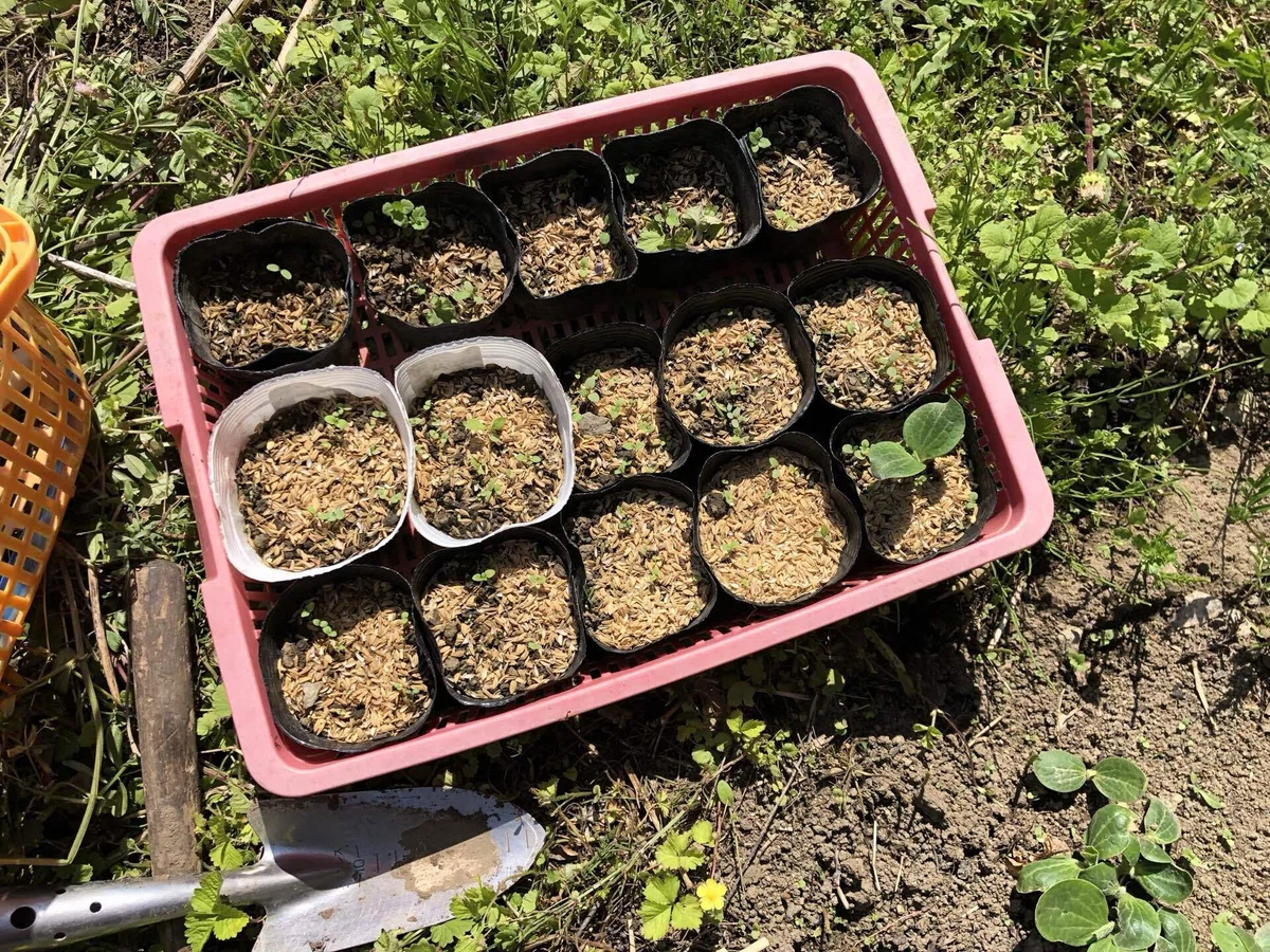 ポットへ移植｜MUNA_FARM 無農薬自給自足