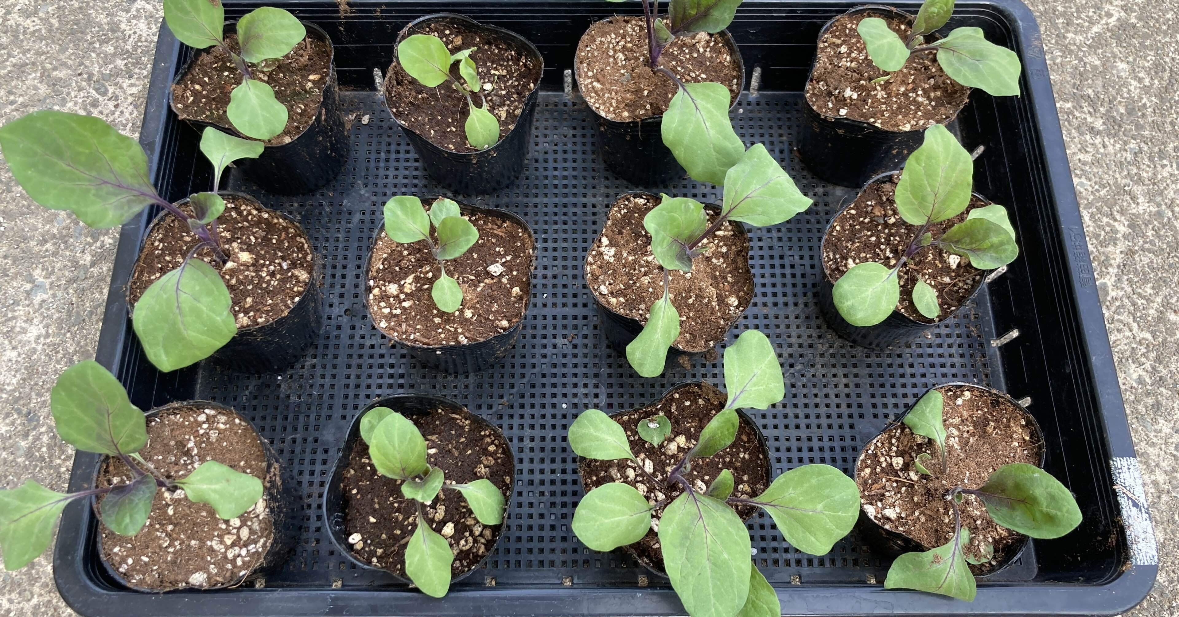 鉢ずらし・育苗は続く～新規就農への記録その89」｜はたけのいす