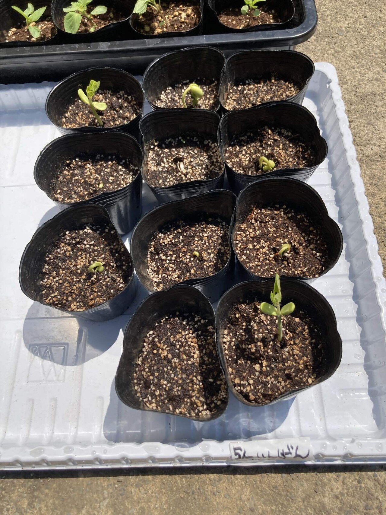 鉢ずらし・育苗は続く～新規就農への記録その89」｜はたけのいす