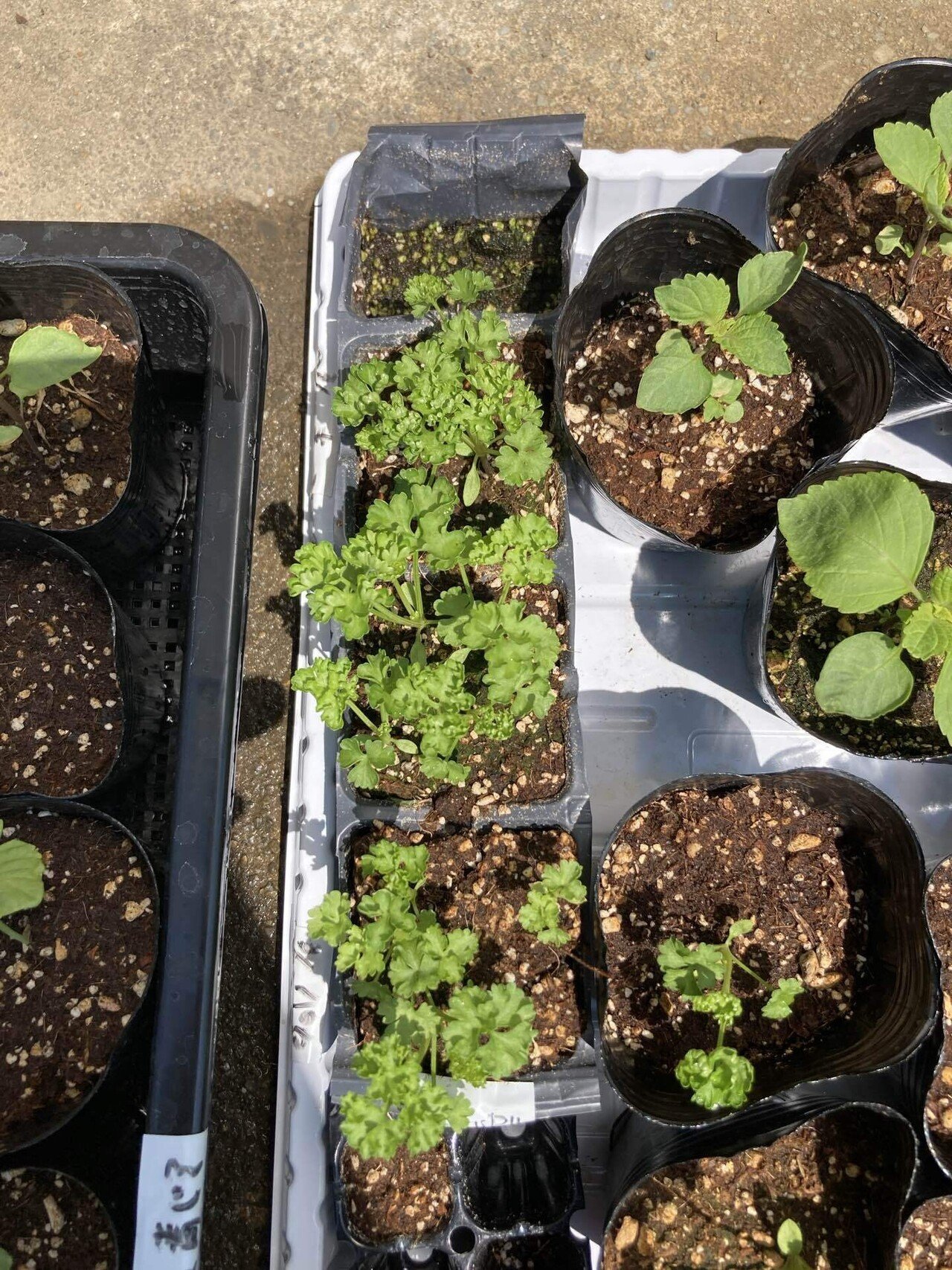 鉢ずらし・育苗は続く～新規就農への記録その89」｜はたけのいす