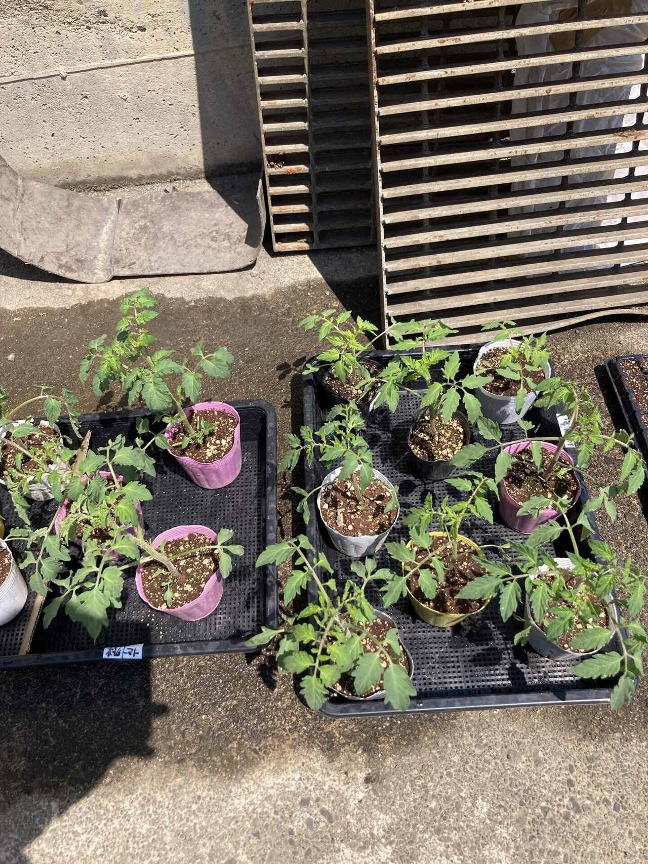 鉢ずらし・育苗は続く～新規就農への記録その89」｜はたけのいす