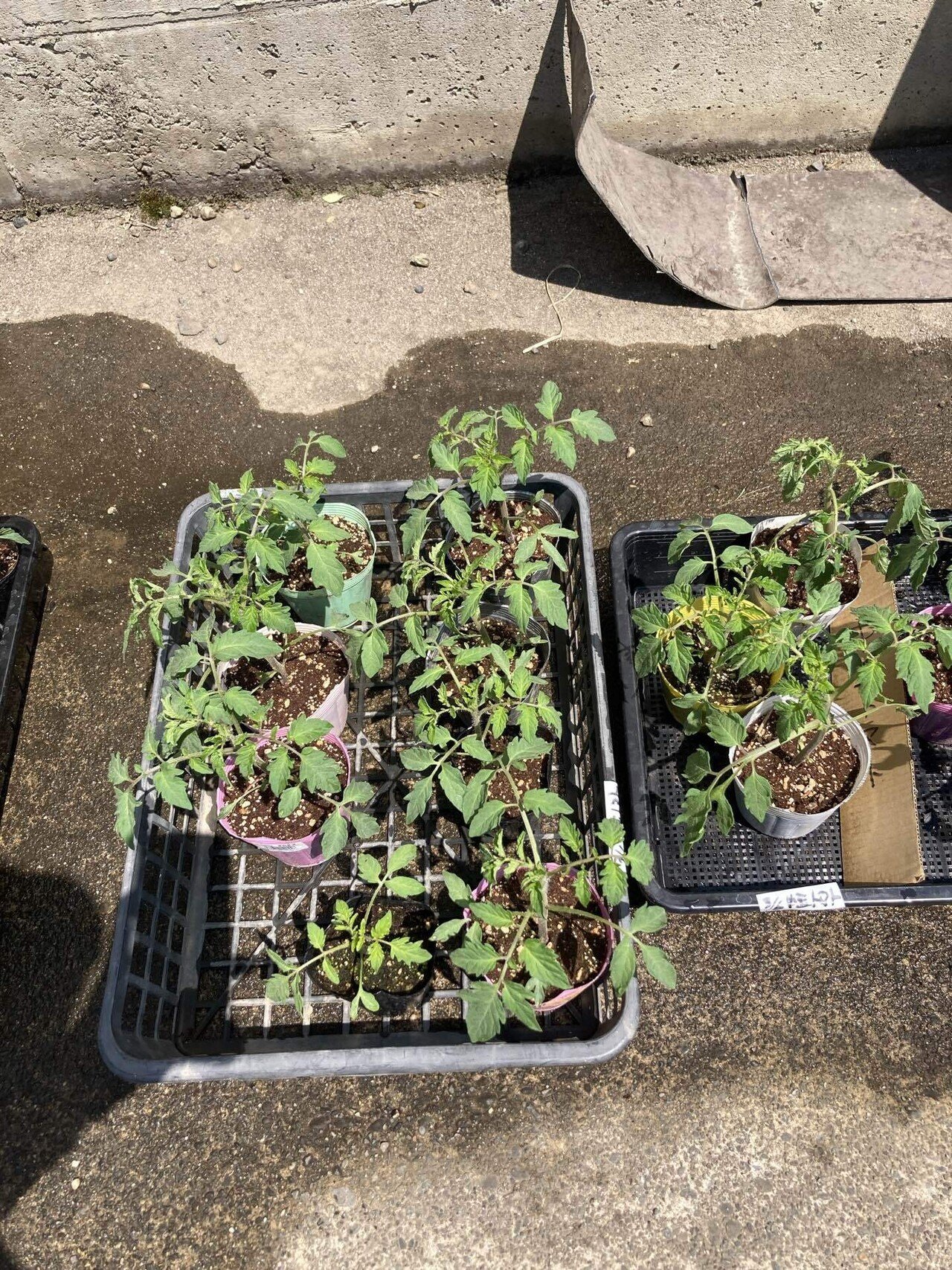 鉢ずらし・育苗は続く～新規就農への記録その89」｜はたけのいす