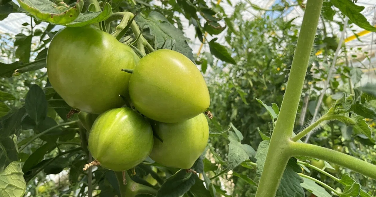 Second Class Tomatoes Second Grade: How to Grow Cherry Tomatoes|岐阜聖徳学園大学附属小学校